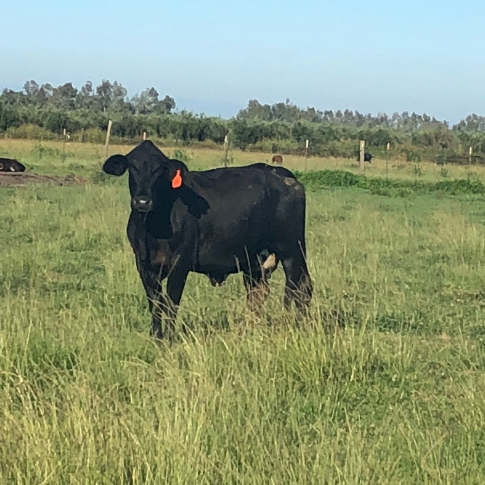 Meet your Posher, Gianna